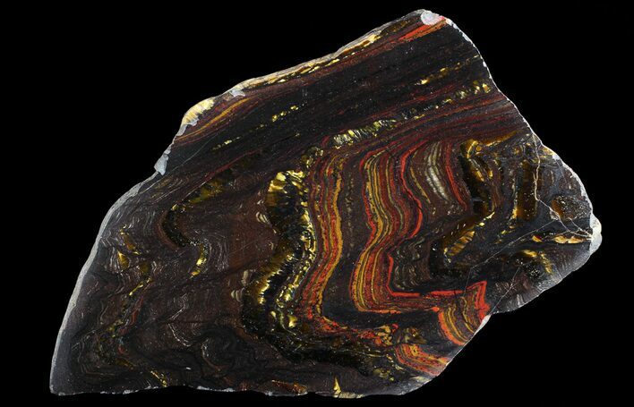 Polished Tiger Iron Stromatolite - ( Billion Years) #65323